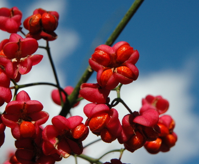 Euonymus_europaeus_3.jpg