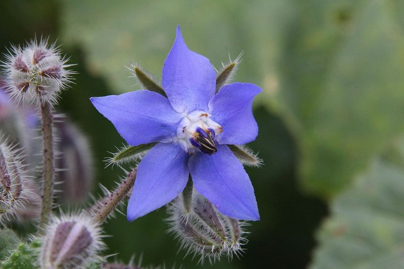Borago_officinalis_2.jpg