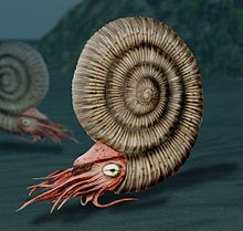 Dactylioceras_3.jpg