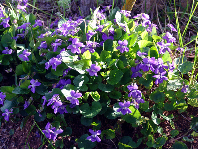 violette.jpg