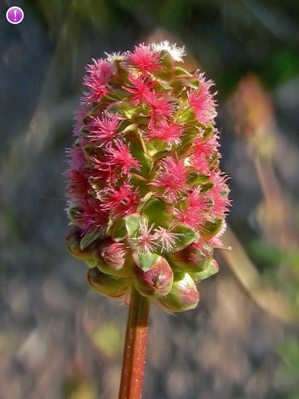 Sanguisorba_minor_3.jpg