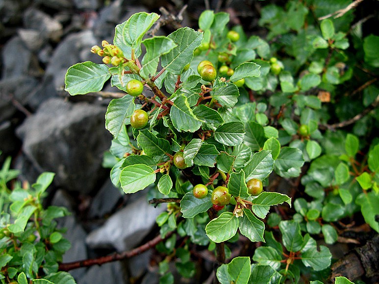 Frangula_rupestris3.jpg