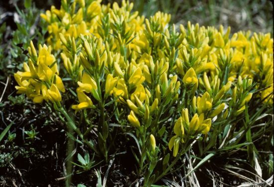 Cytisus_pseudoprocumbens_1.jpg