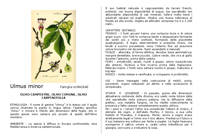 Ulmus_minor.pdf