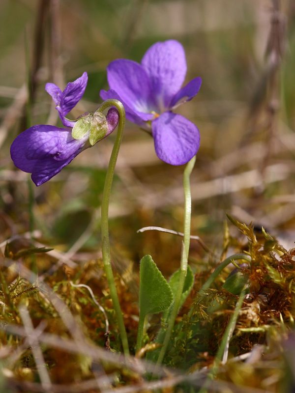 viola_hirta_detail.jpeg