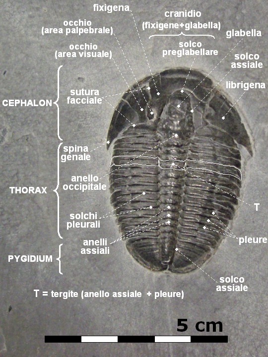 Elrathia_kingi_morphology_IT.png