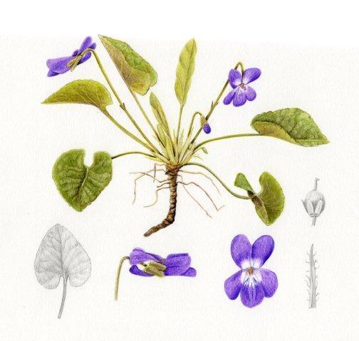 Viola alba_1.jpg
