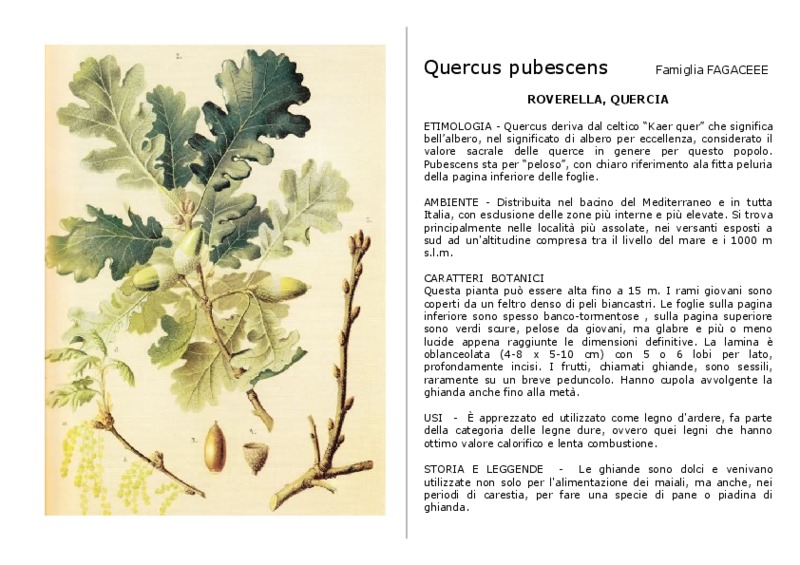 Quercus_pubescens.pdf