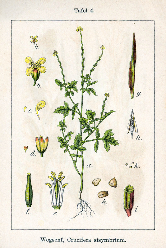 Sisymbrium_officinale_1.jpg