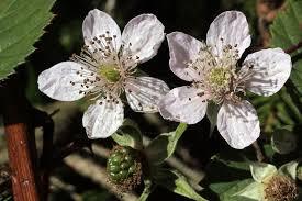 Rubus_fruticosus_2.jpg
