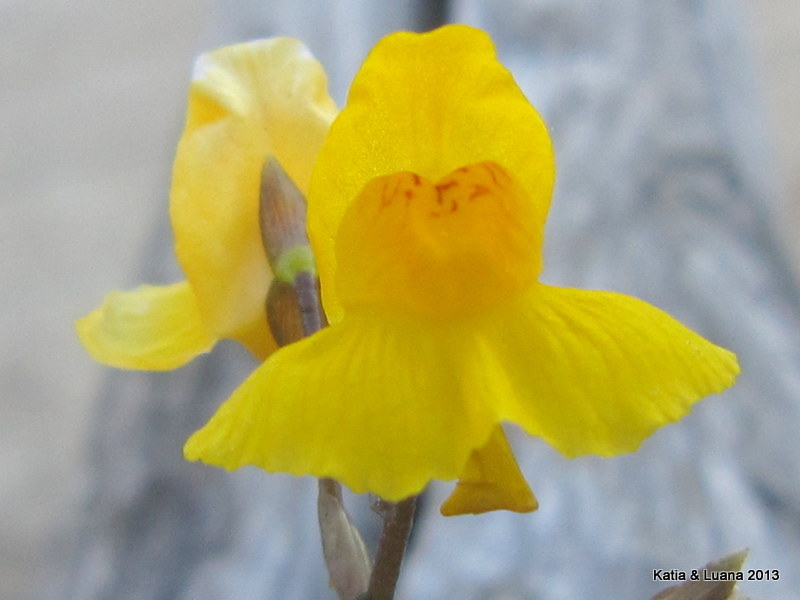 Utricularia_vulgaris_2.JPG