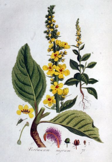 Verbascum_thapsus_1.jpg