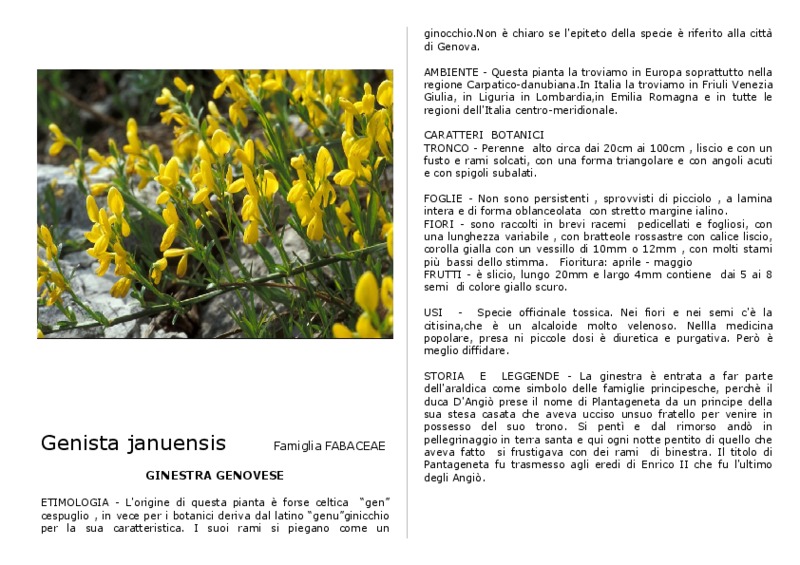 Genista januensis.pdf