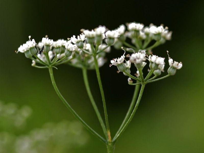 Pimpinella_anisum_1.jpg