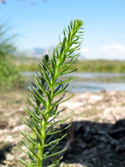 Hippuris vulgaris imm.2.jpg
