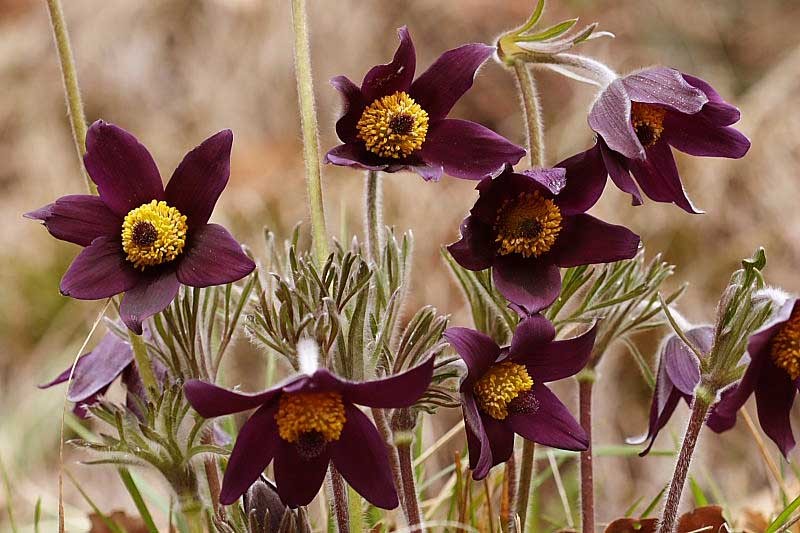 Pulsatilla_montana_1.jpg