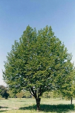 Ostrya_carpinifolia_2.jpg