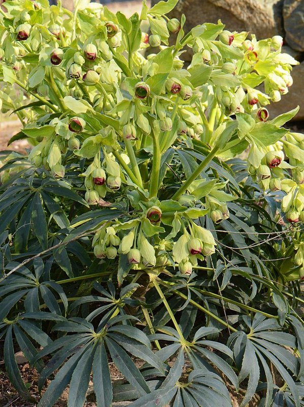 Helleborus_foetidus_1.jpg