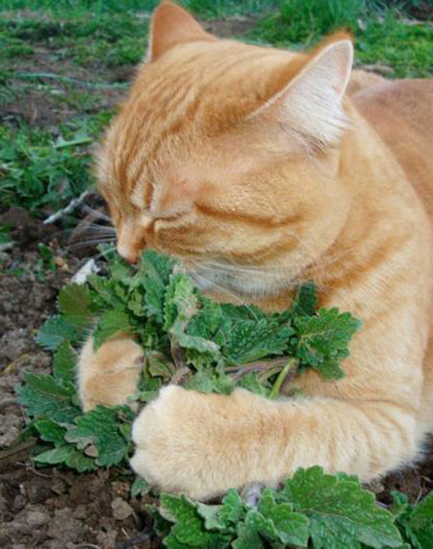Nepeta_cataria_2.jpg