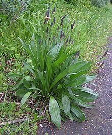 Plantago_lanceolata_2.jpg