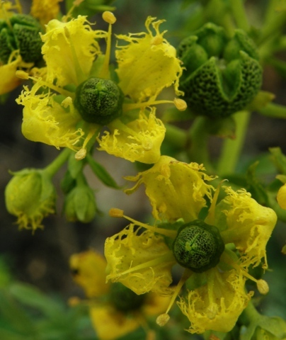 Ruta_chalepensis_1.jpg