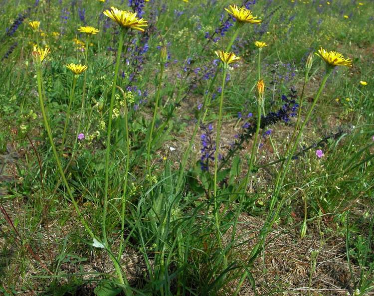Tragopogon_tommasinii_1.jpg