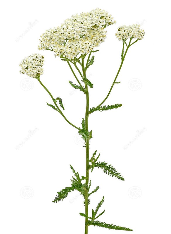 achillea_millefolium_2.jpg