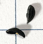 Allium_schoenoprasum_3.jpg