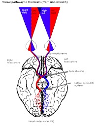 visione bionculare.png