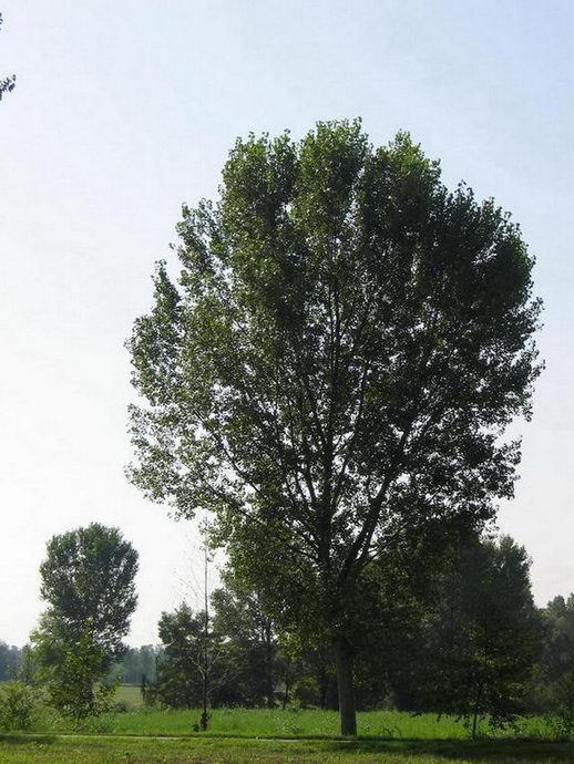 Populus_nigra_3.jpg