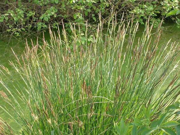 Carex_elata_1.jpg