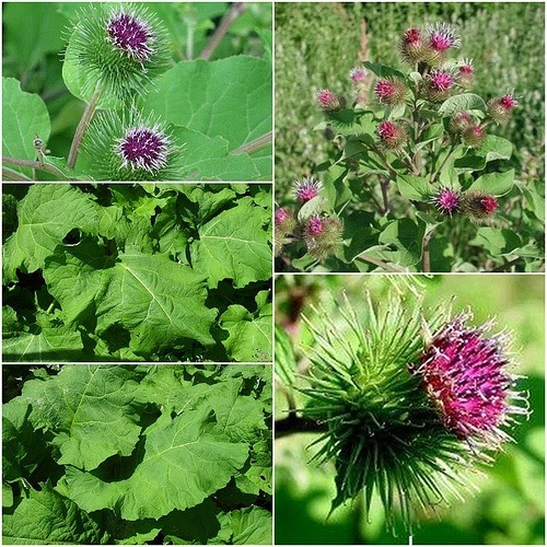 Arctium_lappa_2.jpg