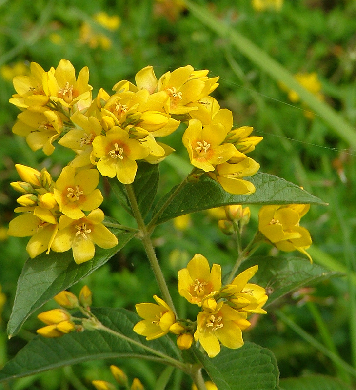 Lysimachia_vulgaris_1.jpg