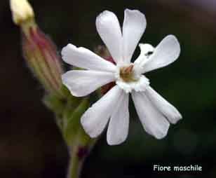 Silene_latifolia_1.jpg