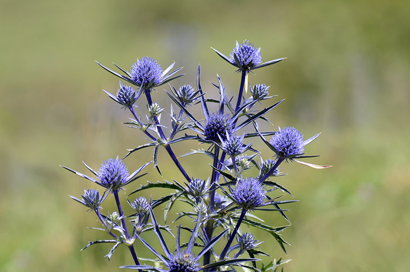 Eryngium_amethystinum_2.jpg