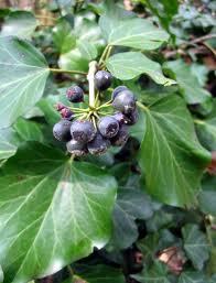 hedera_helix 2.jpg