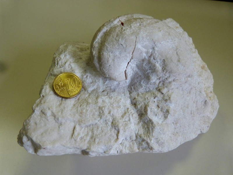 Hippuritidae_1.jpg