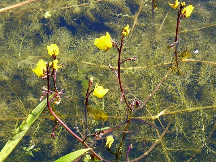 Utricularia_vulgaris_1.jpg