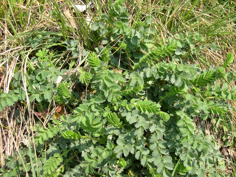 Sanguisorba_minor-1.jpg.jpg