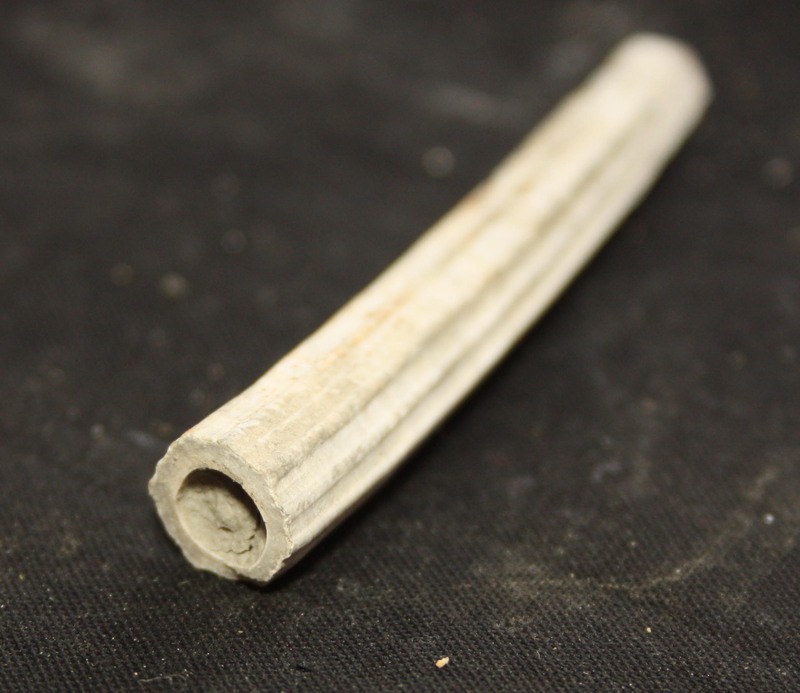 Dentalium 4.jpg