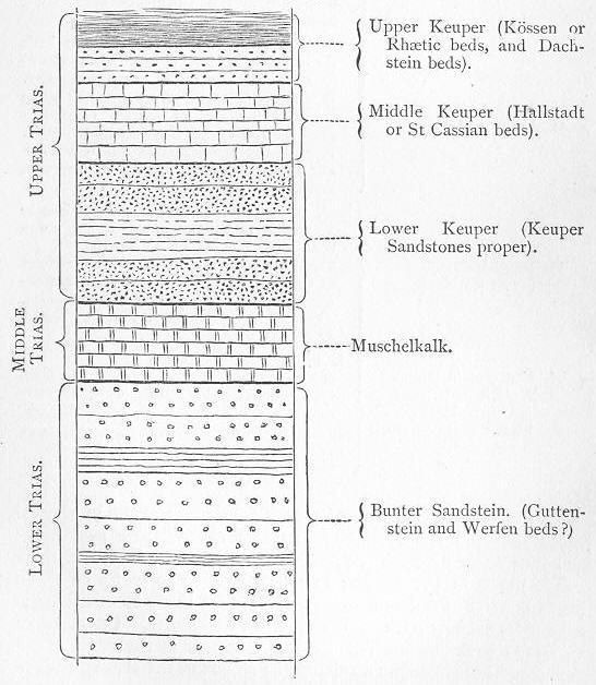 Myacites_fassaensis_3.jpg
