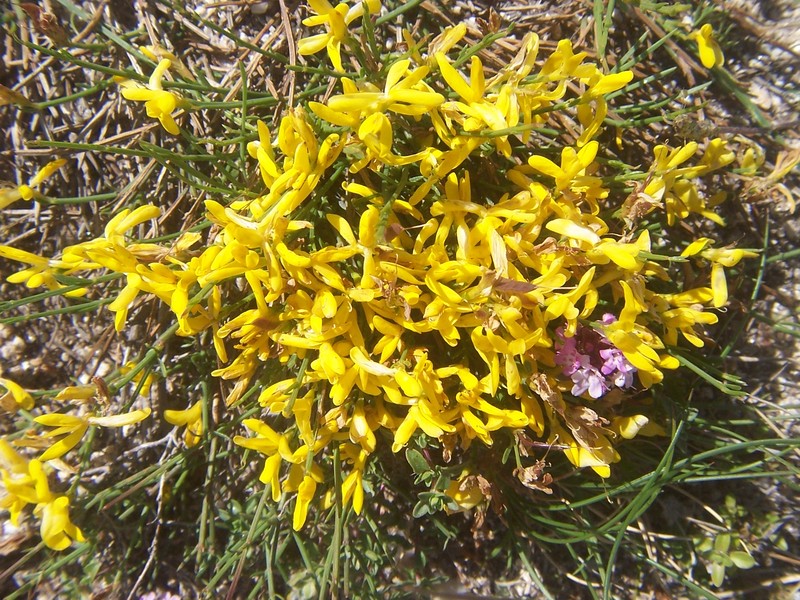 Genista januensis_4.jpg