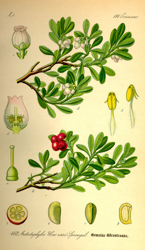 Arctostaphylos_uva-ursi_1.jpg