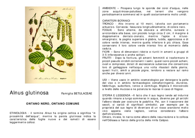 Alnus_glutinosa.pdf