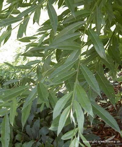 Salix_alba_3.jpg