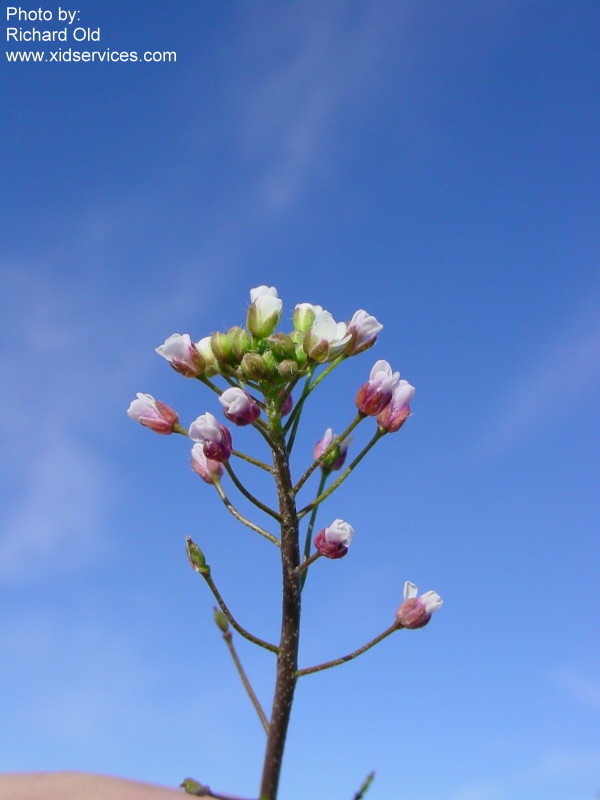 Capsella_bursa-pastoris_2.jpg