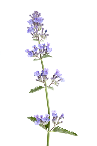Nepeta_cataria_1.jpg