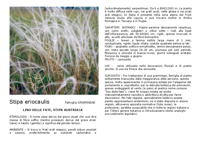 Stipa_eriocaulis.pdf