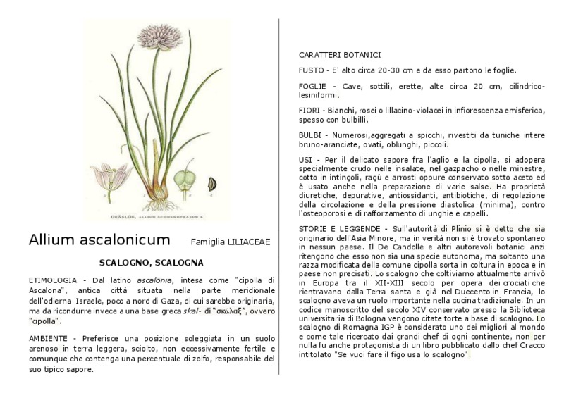 Allium_ascalonicum.pdf