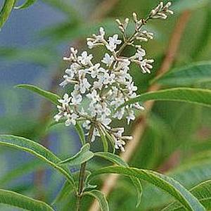 Aloysia_citrodora_2.jpg